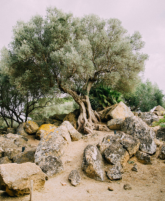 olivo-salvaje Olivar en Jaen